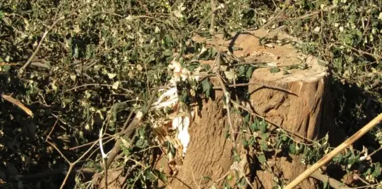 Three more trees were cut down